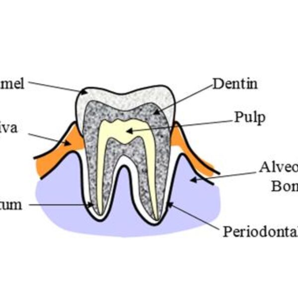 The Mechanical Properties of Human Enamel and Dentin